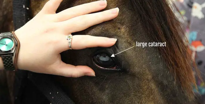 Cataracts in Horses