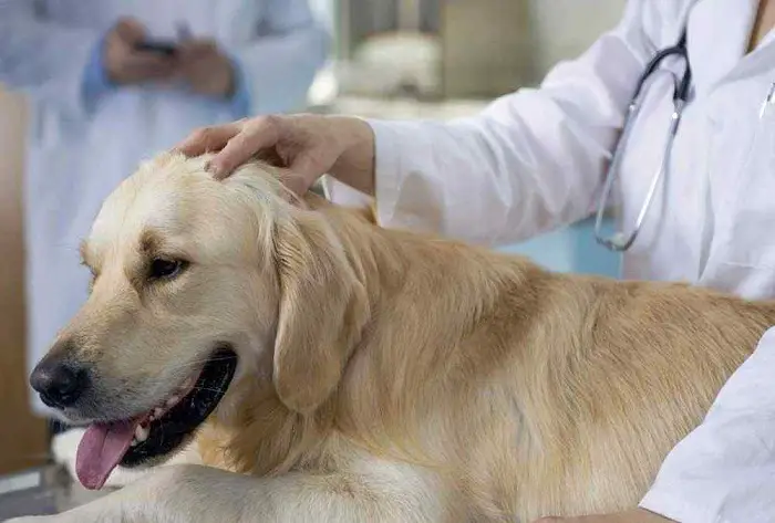Causes of Sarcoma in Dogs