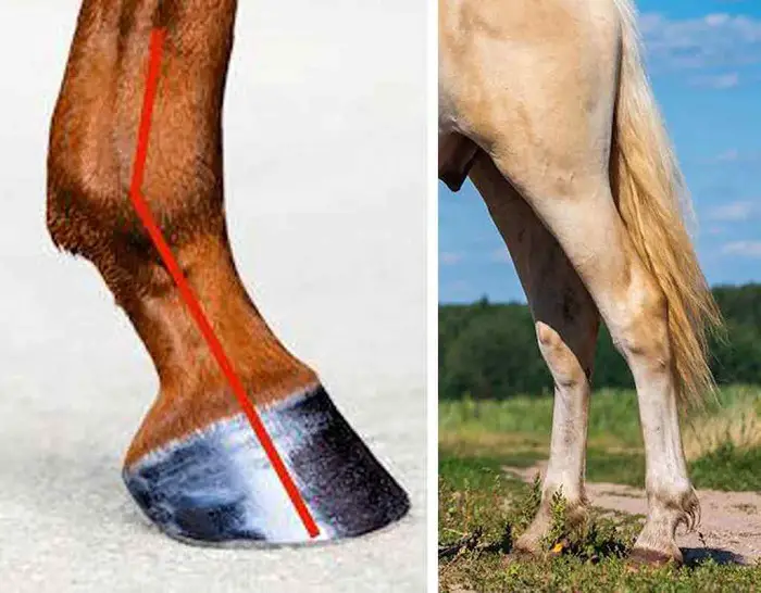Clinical Signs of DSLD in Horses