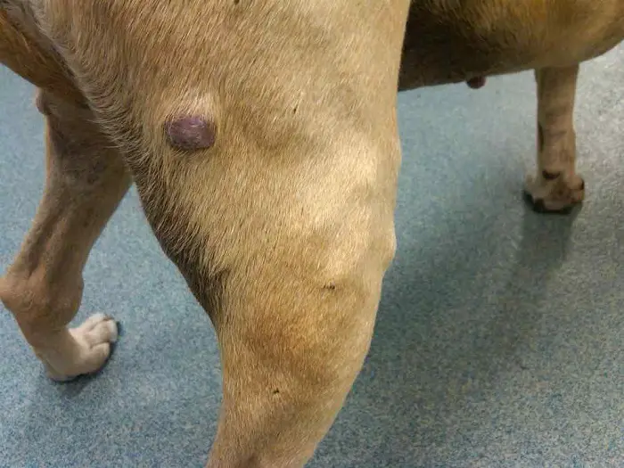 Clinical Signs of Melanoma in Dogs