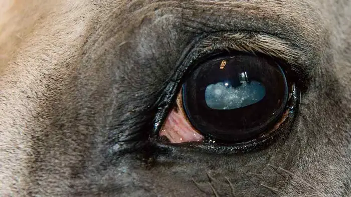 Clinical signs of Equine Cataracts