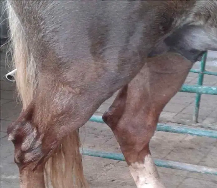 Equine Bone Spavin