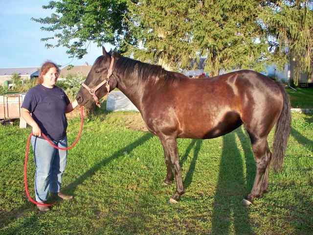 Equine DSLD