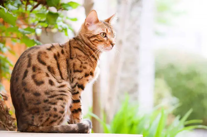 Features of Bengal Cat
