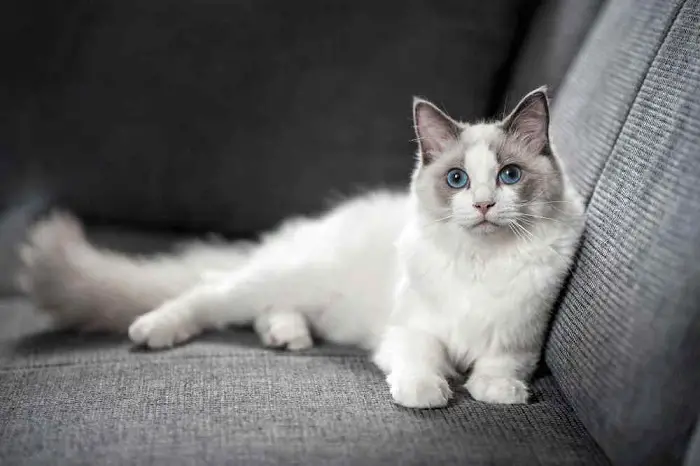 Features of Ragdoll Cats