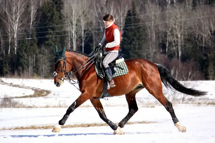 French Trotter Breed