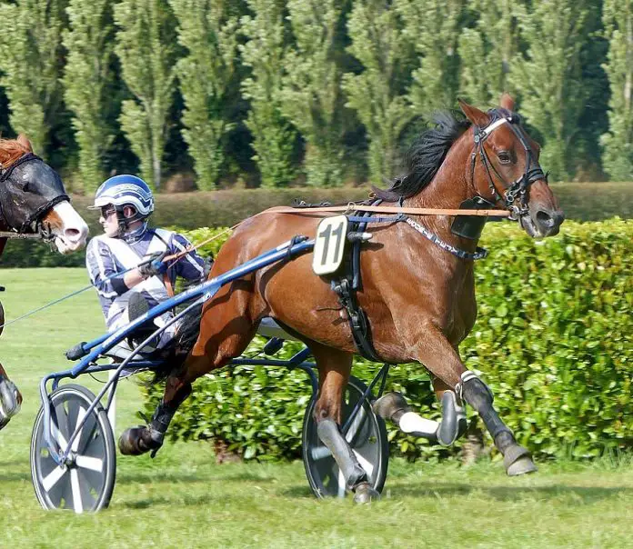French Trotter Horse