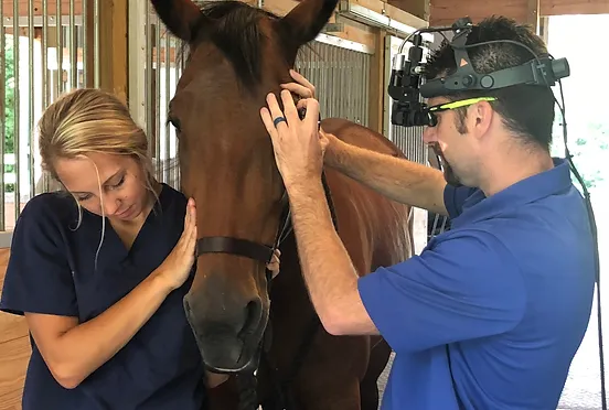 Horse Eye Examination