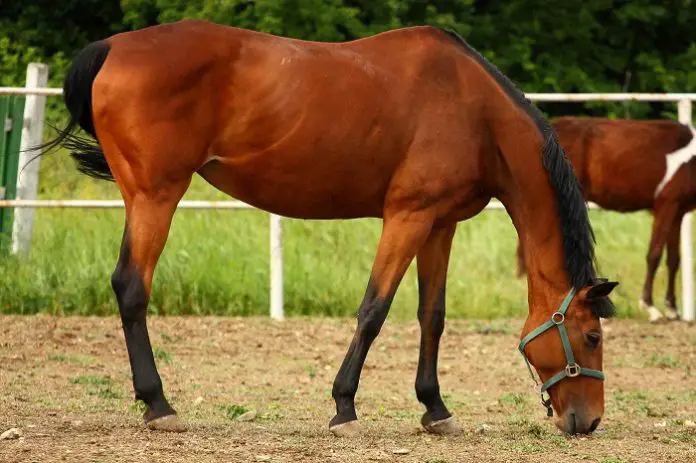 Mange in Horses