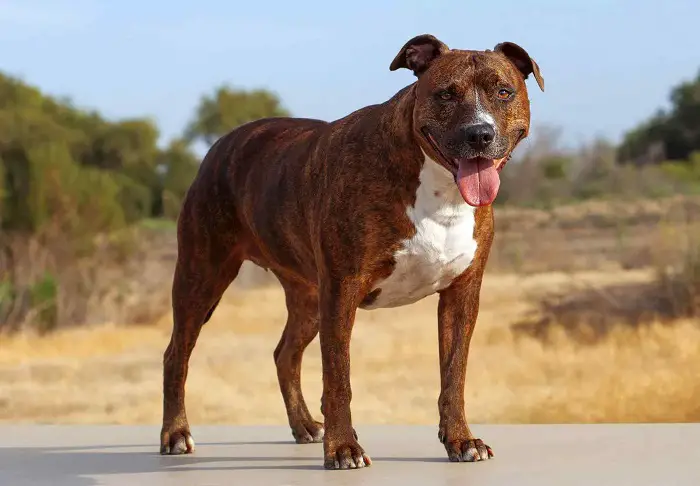 Physical Features of Pitbull Dog