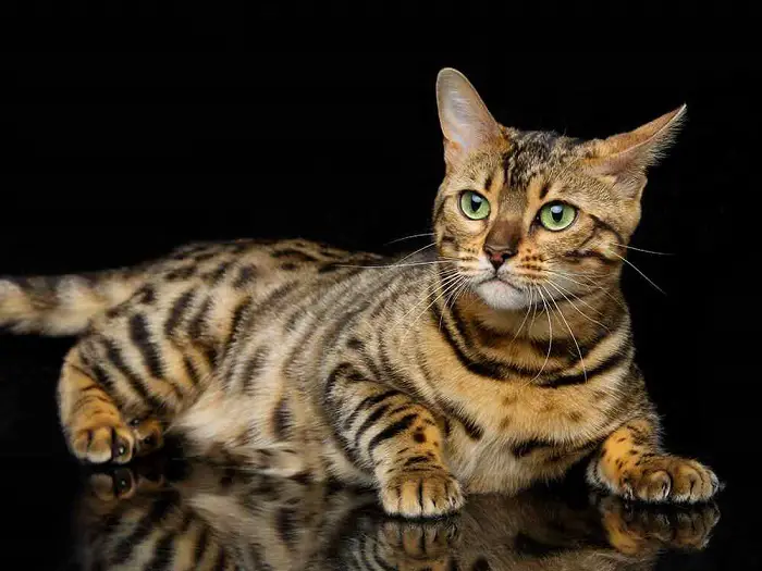 Popularity of Bengal Cats