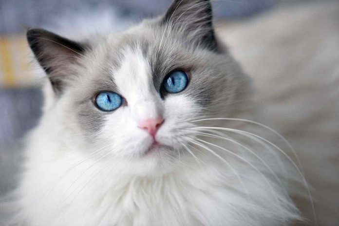 Ragdoll Cats