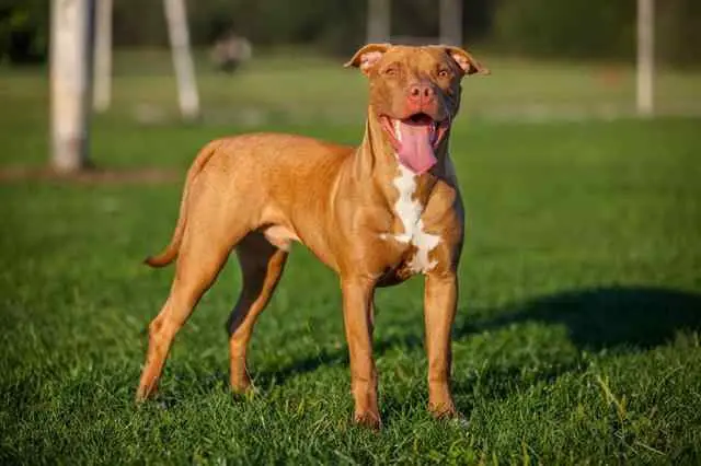 Rednose Pitbull Terrier