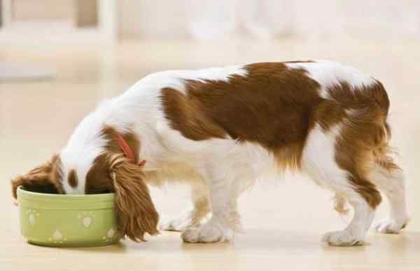 Rickets in Dogs Management