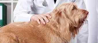 Sarcoma in Dogs