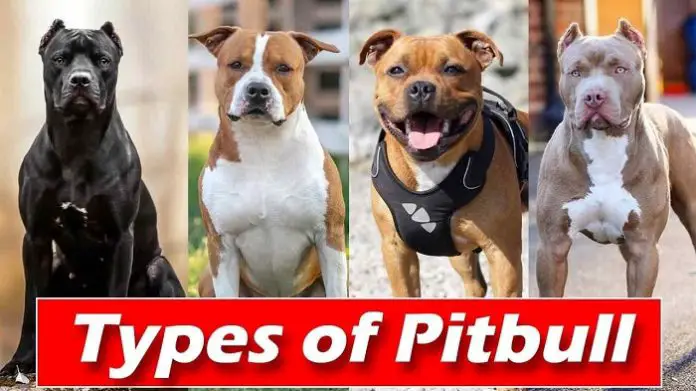 Types of Pitbulls