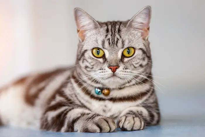 Beautiful American Shorthair Cat