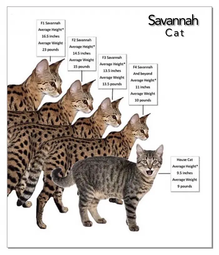 Beautiful Savannah Cats