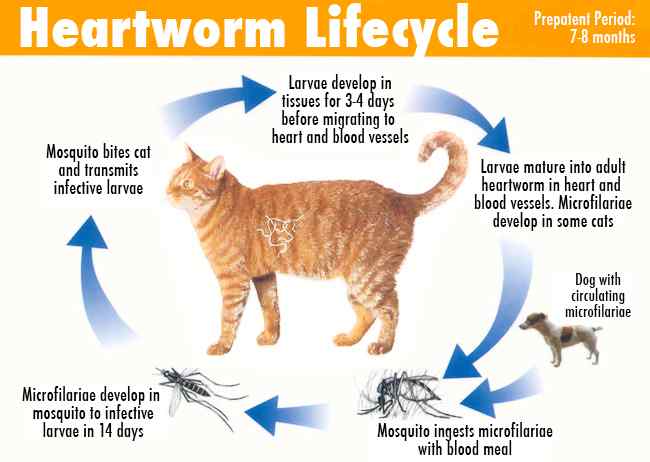 Cat Heartworm Infection