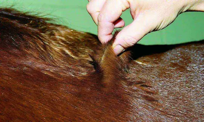 Clinical Signs of Herda in Horses