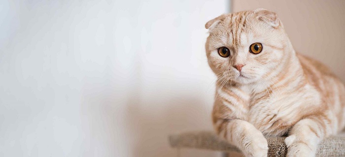 Colors of Scottish Fold Cat Breed
