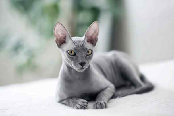 Colors of Sphynx Cats