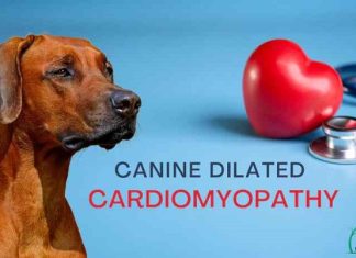 Dilated Cardiac Myopathy in Dogs