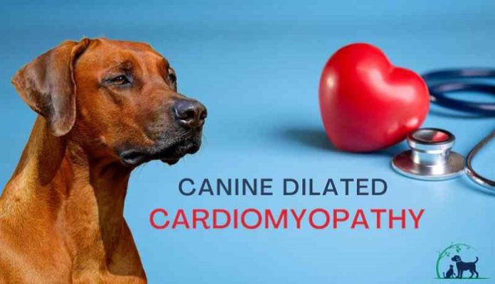 Dilated Cardiac Myopathy in Dogs