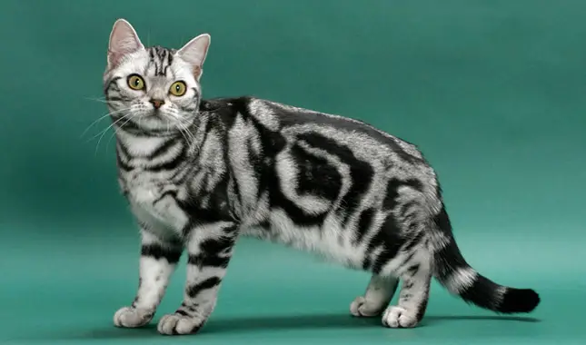 Features of American Shorthair Cats