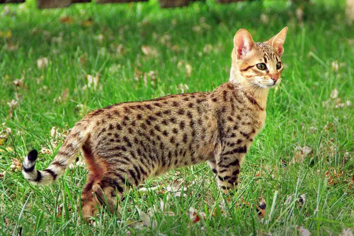 Features of Savannah Cat