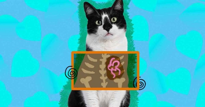 Feline Heartworm
