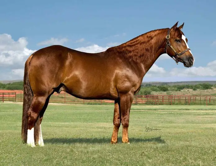 Herda in Quarter Horse