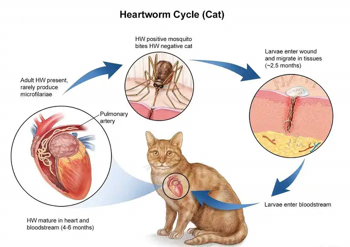 Lifecycle of Heartworm in Cats