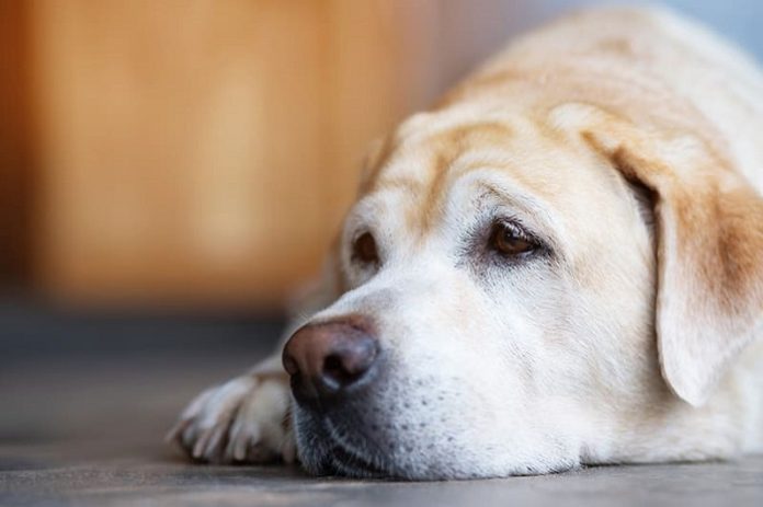 Lung Cancer in Dogs