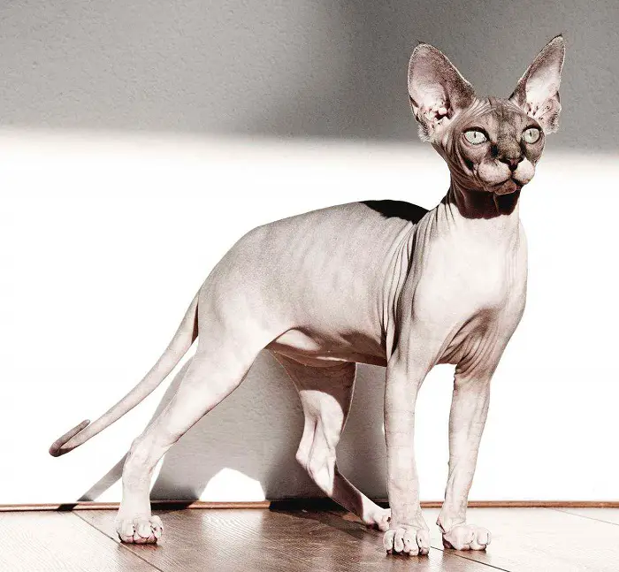 Physical Features Sphynx Cats