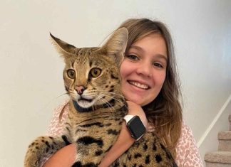 Savannah Cat