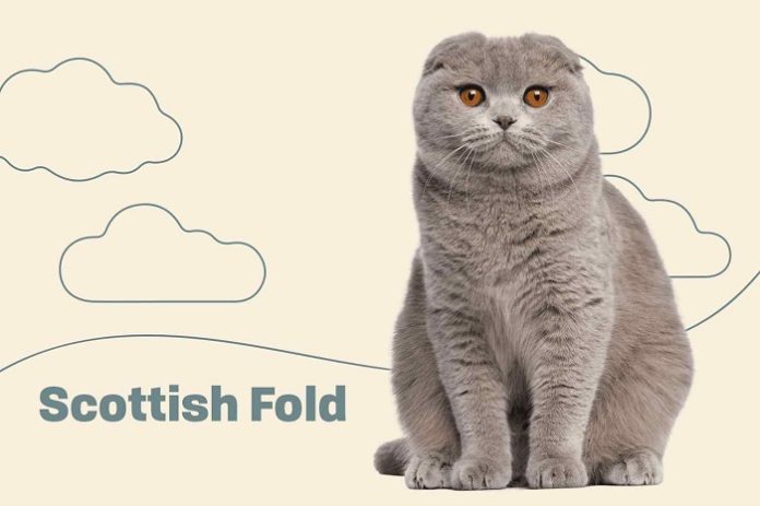 Scottish Fold Cats