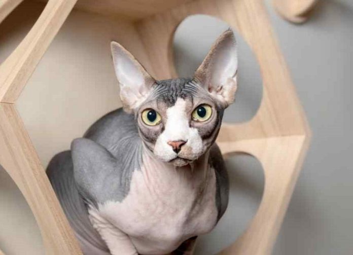 Sphynx Cat