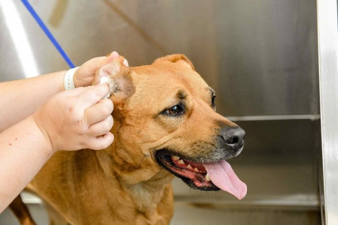 Canine Ear Infection