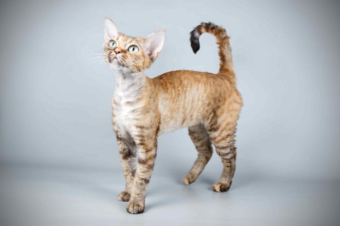 Devon Rex Cat