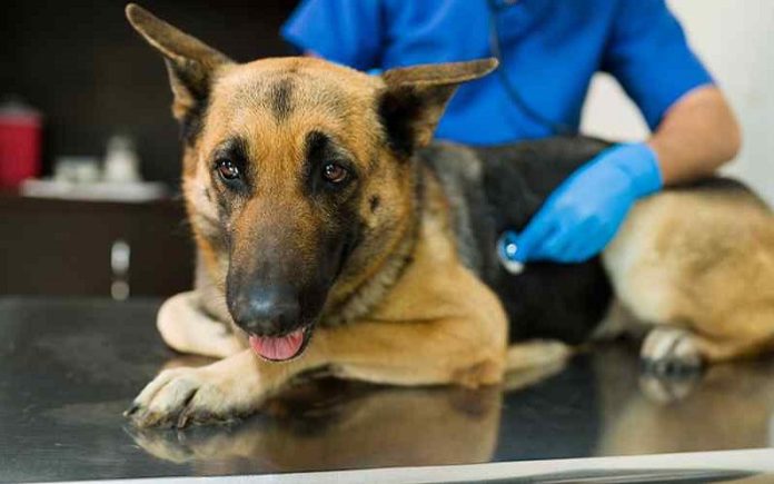 Hemangiosarcoma in Dogs