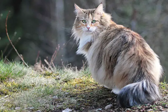 Norwegian Forest Cats