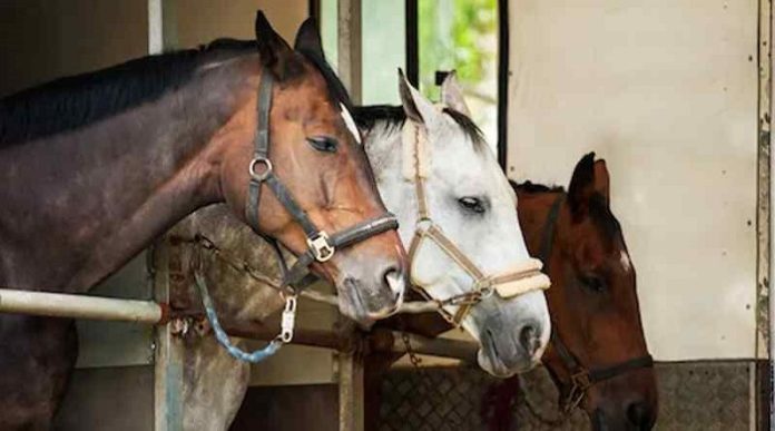 Shipping Fever in Horses