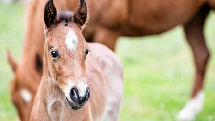 Beautiful Foal