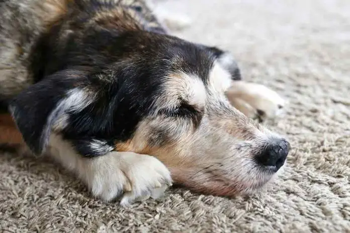 Brain Tumor in Dogs