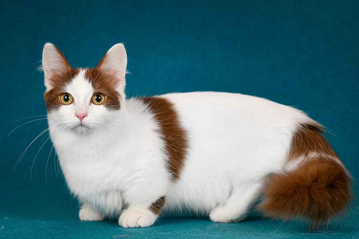Excellent Munchkin Cats