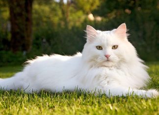 Features of Siberian Cat