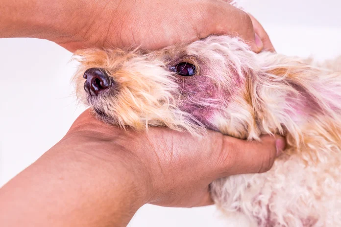 Fungal Infection in Dogs