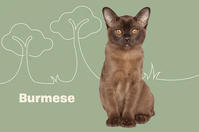 Health of Burmese Cats