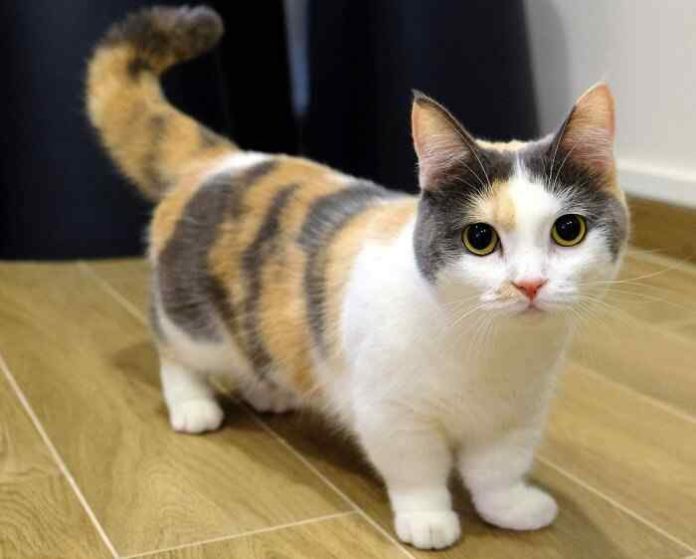 Hello Munchkin Cat